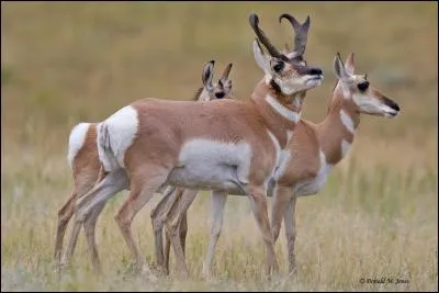 Comment s'appelle cet animal ?