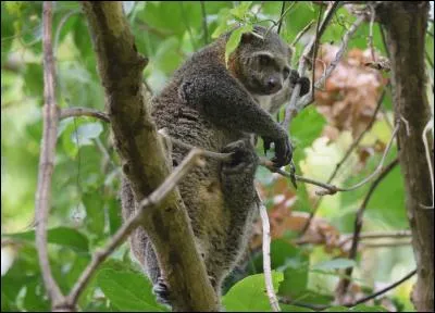 Connaissez-vous ce mammifère ?