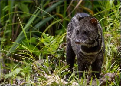 De quel animal s'agit-il ?