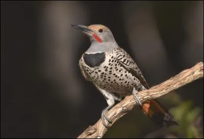 Quel est donc cet oiseau ?