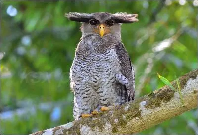 Comment s'appelle ce rapace nocturne ?