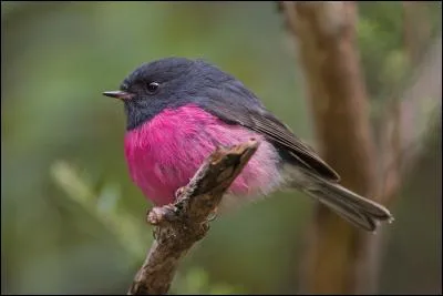 Quel est le nom de ce petit oiseau ?