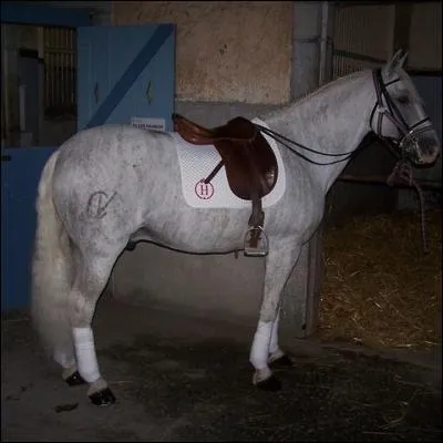 Comment s'appelait le cheval intello ?