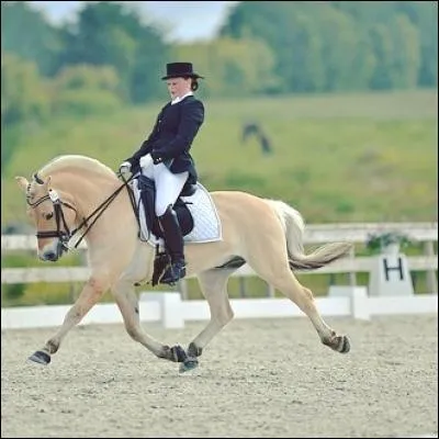 Les chevaux aiment vivre seuls.