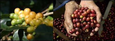 Commençons par la plante ! 
Combien existent-ils de variétés principales de caféiers !