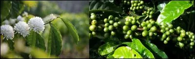 Connaissez-vous les deux pays originaires du caféier ?