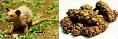 Le « kopi luwak » est considéré comme le plus « luxueux » café au monde. Son prix est estimé à 1 000 dollars le kilogramme.
Connaissez-vous la façon de le récolter ?