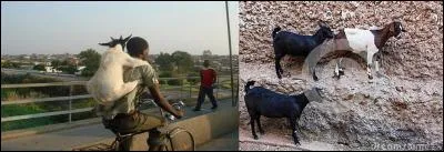 Connaissez-vous Kaldi ? C'est une personnalité importante dans l'histoire du café.
Pour quelle raison est-il connu ?