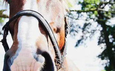 Quiz Galop 1