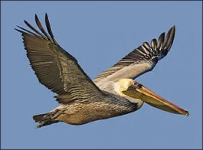 Avec un peu de chance, vous pourrez croiser la route d'un pélican brun...
Quel record est détenu par le pélican ?