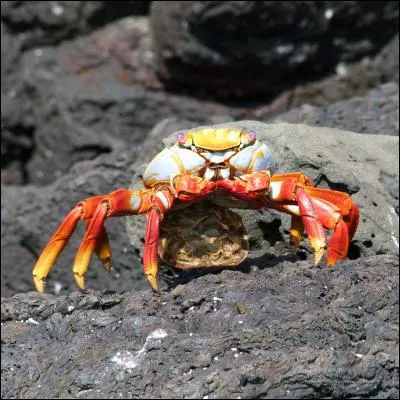 Les Galapagos abritent galement 120 espces de crabes ! 
A quelle espce ce spcimen appartient-il ?