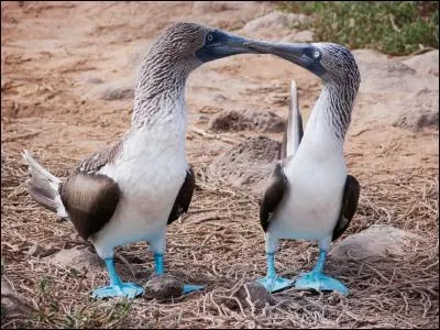 On termine ce voyage avec deux fous qui se bcotent ! 
On trouve trois espces de fous aux Galapagos : les fous  pieds bleus, les fous  pieds rouges et...