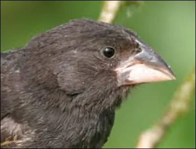 Quel célèbre scientifique a comparé les espèces de pinsons présentes dans différentes îles des Galapagos ?