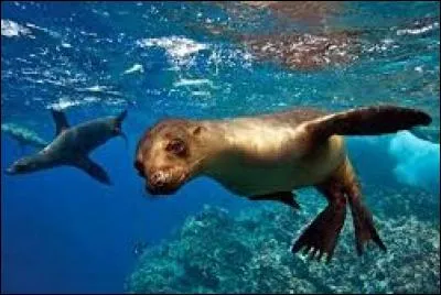 Comment s'appelle cette autre espèce endémique ?