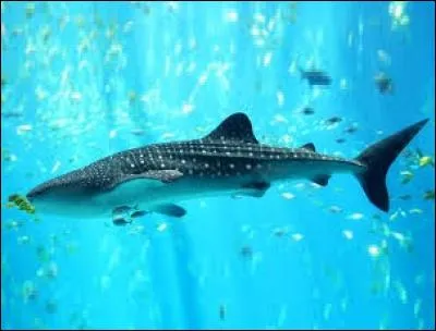 Puisqu'on est dans l'eau, restons-y ! Je vous rassure, c'est inoffensif ! 
Quel est ce gros poisson qui apprcie les eaux riches des Galapagos ?