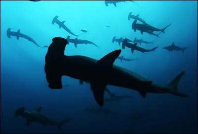 Que voyez-vous en regardant vers la surface ?