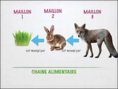 Voyez-vous, j'ai mangé cette herbe et je me suis retrouvée dans le ventre de ce méchant. Quelle est cette relation ?