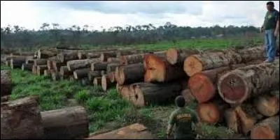 Cette relation néfaste fait par l'homme détruit le couvert végétal. De quoi s'agit-il ?