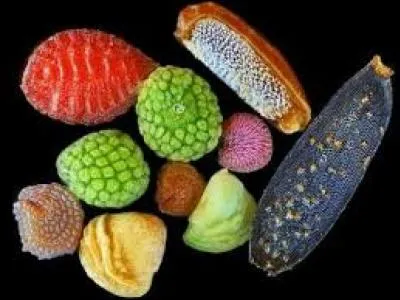 Sur la photo sont représentés des légumes oubliés.