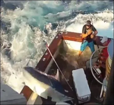 Comme vous le voyez, ce gros poisson a décidé de voyager gratis, comment s'appelle-t-il ?