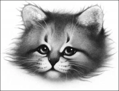 Qui est le mentor de Plume Grise ?