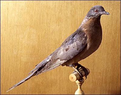 Ce pigeon migrateur est une espèce :