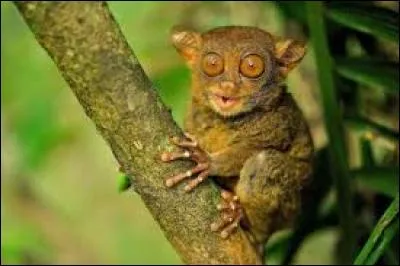 Le tarsier des Philippines est une espèce :