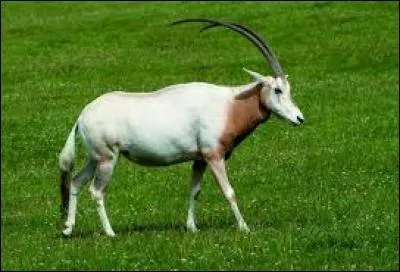 L'oryx algazelle est une espèce :