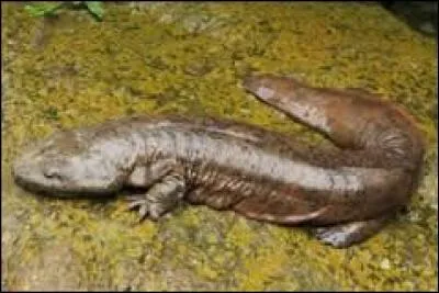 Cette espèce en danger critique est bien sûr :