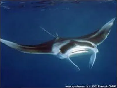 La raie manta géante est une espèce :