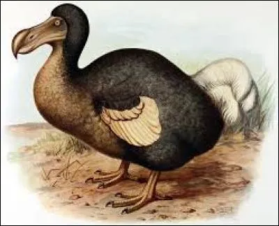 Le dodo est une espèce :