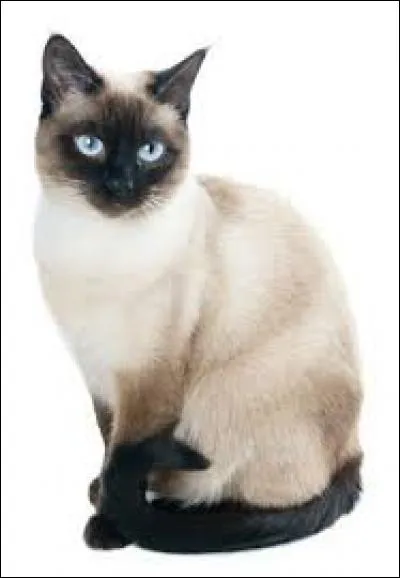 Quel est ce chat ?