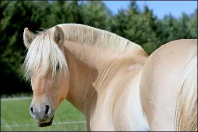 Quelle coupe présente ce cheval ?