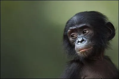 Quel est ce singe vivant dans les for&ecirc;ts de la R&eacute;publique d&eacute;mocratique du Congo, et qui est aussi appel&eacute; "chimpanz&eacute; nain" ?