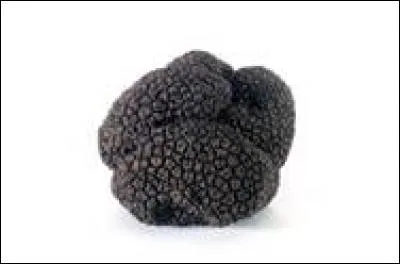 Comment nomme-t-on le nez chez certains animaux ?