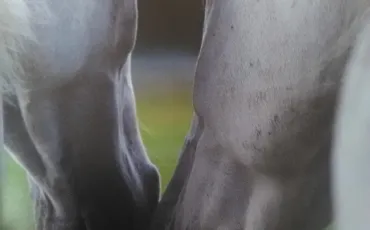 Quiz Poneys