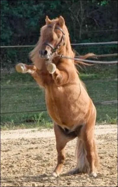 Quelle est la race de ce joli poney ?
