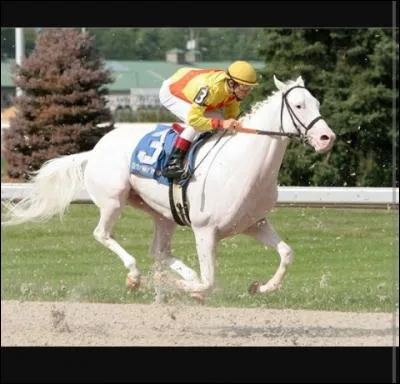 Comment nomme-t-on ce cheval ?