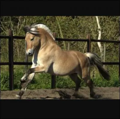 Et ce grand poney ?