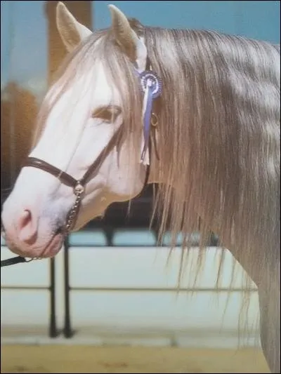 Quelle est la race de ce magnifique cheval ?