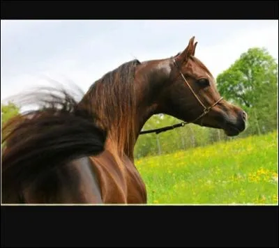 De quelle race est ce cheval ?