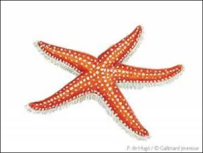 Comment appelle-ton autrement l'&eacute;toile de mer ?