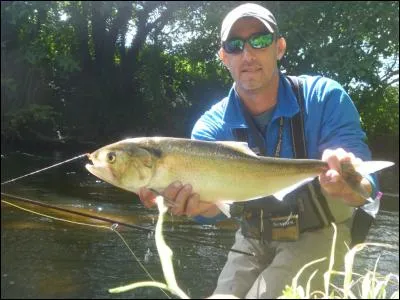L' alose est de la même famille que la sardine et le hareng, les cupeidae.