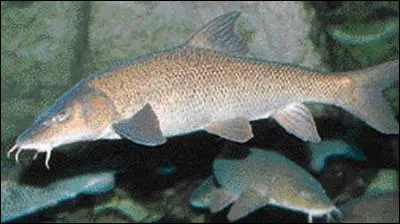 Le barbeau commun, poisson de rivière qui peut atteindre 1 m, est interdit de pêche dans certains cours d'eau. Pourquoi ?