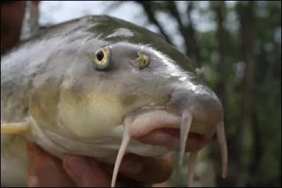 Le barbeau , ce long poisson au corps fuselé doit son nom au fait qu'il est pourvu de ...