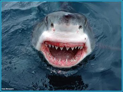 Quel pays utilisait des chiens comme appâts pour pêcher le requin ?