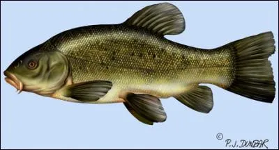 Quel est ce poisson ?