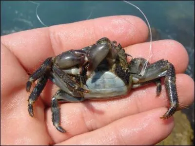 Les appâts pour la pêche en mer sont appelés...