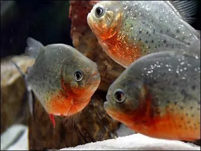 La mauvaise réputation , souvent très exagérée de ce beau poisson d'Amazonie lui colle aux écailles. Il s'agit du piranha. Pensez-vous qu'il soit possible de l'avoir chez soi en aquarium ?