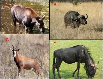 Le gnou est représenté en :